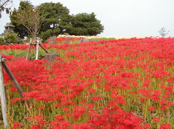 彼岸花