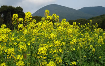 菜の花